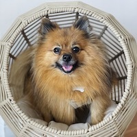 Beignet, a small fluffy brown dog, sitting and smiling