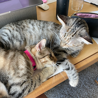 Two light-gray striped cats cuddling