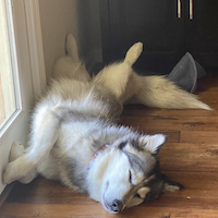 A dog named Laila lounging on her back