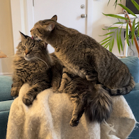 A short-haired tabby cat licking the top of a long-haired tabby cat's head